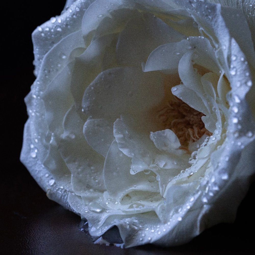 Meet your Posher, Jacqueline